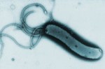 blog-h-pylori-206x136