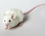 white-mouse-206x136_1